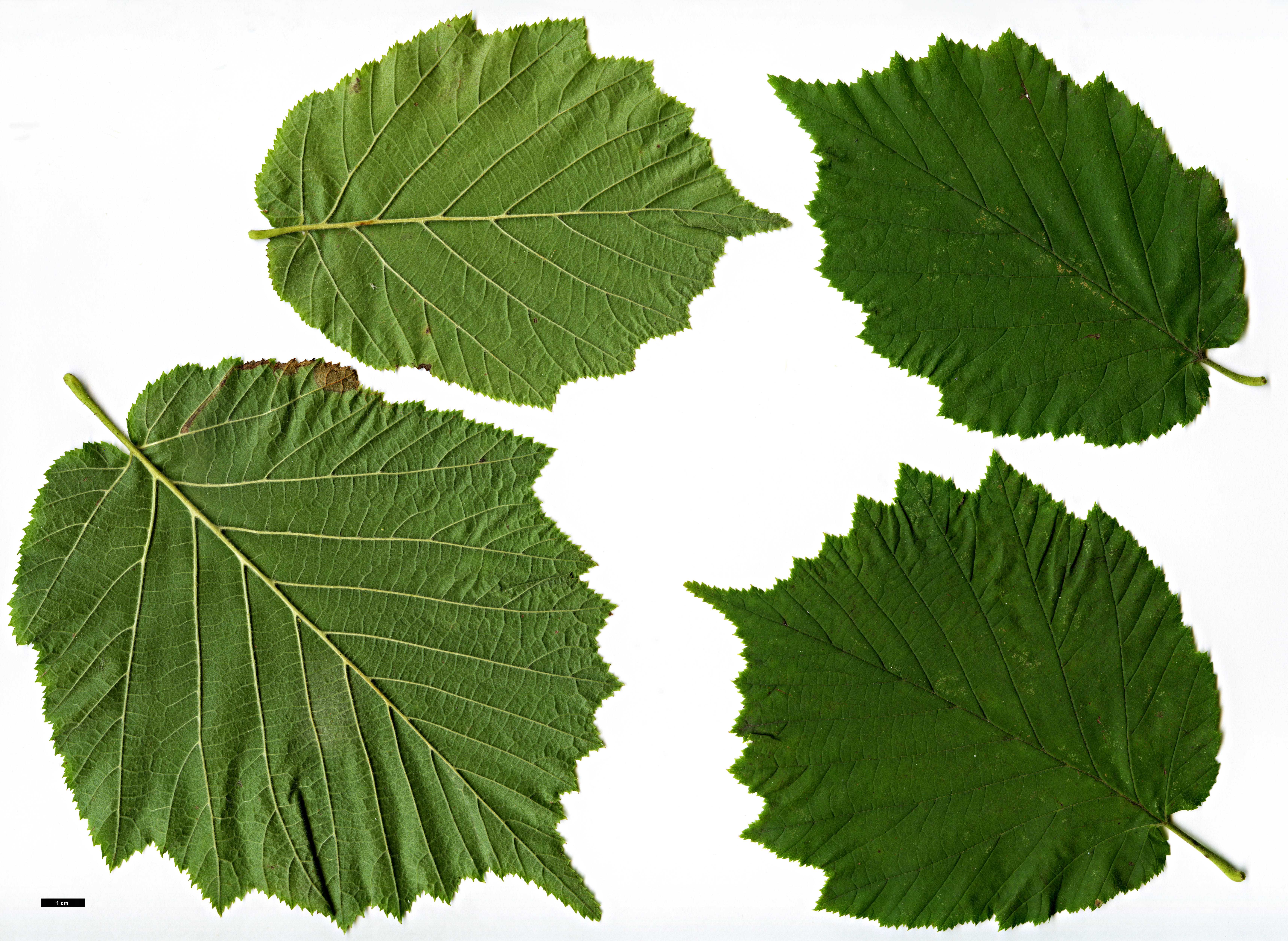 High resolution image: Family: Betulaceae - Genus: Corylus - Taxon: avellana - SpeciesSub: var. pontica